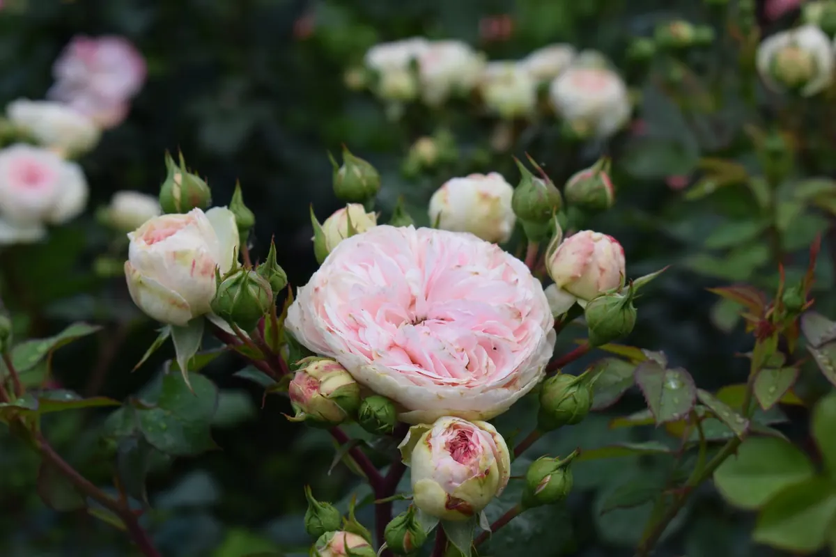 A Seasonal Guide to English Estate Gardens: What Blooms When